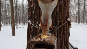 Две голодные белки. Короткая зарисовка