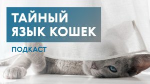 Кошки против собак: кто умнее? Почему кошку нельзя воспитывать как ребёнка? И как кошки лечат людей?