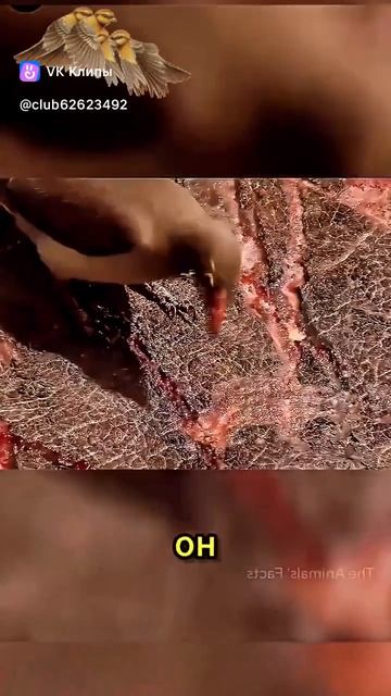 Окспекер - доктор животного мира смотреть онлайн