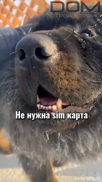 Ало, это вневедомственная охрана? смотреть онлайн