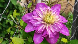 Клематисы. Итоги сезона. Болявые и здоровые сорта