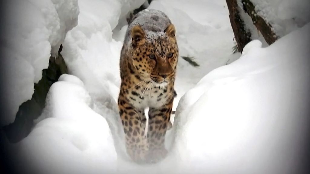 Дальневосточные леопарды Кадрон, Хлоя и Нала радуются снегу и зиме. смотреть онлайн