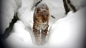 Дальневосточные леопарды Кадрон, Хлоя и Нала радуются снегу и зиме.