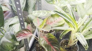 Мои аглаонемы. Краткий обзор +болталка😉☘️🌸🌿