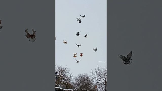 кормление (89895013708) Андрей продаются голуби смотреть онлайн