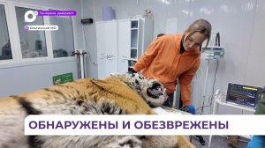 В Приморье с начала года отловлены уже семь тигров и двое маленьких тигрят