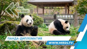Гигантские панды из Японии вернулись на родину. Почему, рассказал эксперт