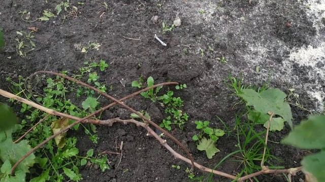 Виноград. Обрезка молодых кустов. смотреть онлайн