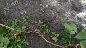 Виноград. Обрезка молодых кустов.