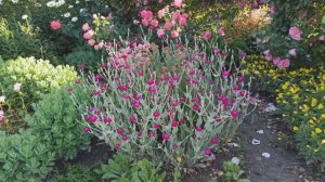 Лихнис Корончатый.