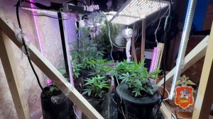 Полицейские задержали мужчину, который в квартире выращивал коноплю