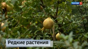 Сохранить старейшие образцы флоры Донбасса