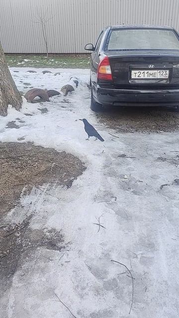 Сегодня угостил вкусняшкой умненькую ворону (или ворона)... смотреть онлайн