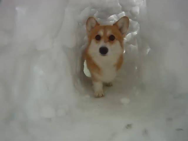 Снежный туннель для собаки 🐕 😁 смотреть онлайн
