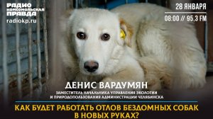 Как будет работать отлов бездомных собак в Челябинске - эфир Время Че на радио "КП"