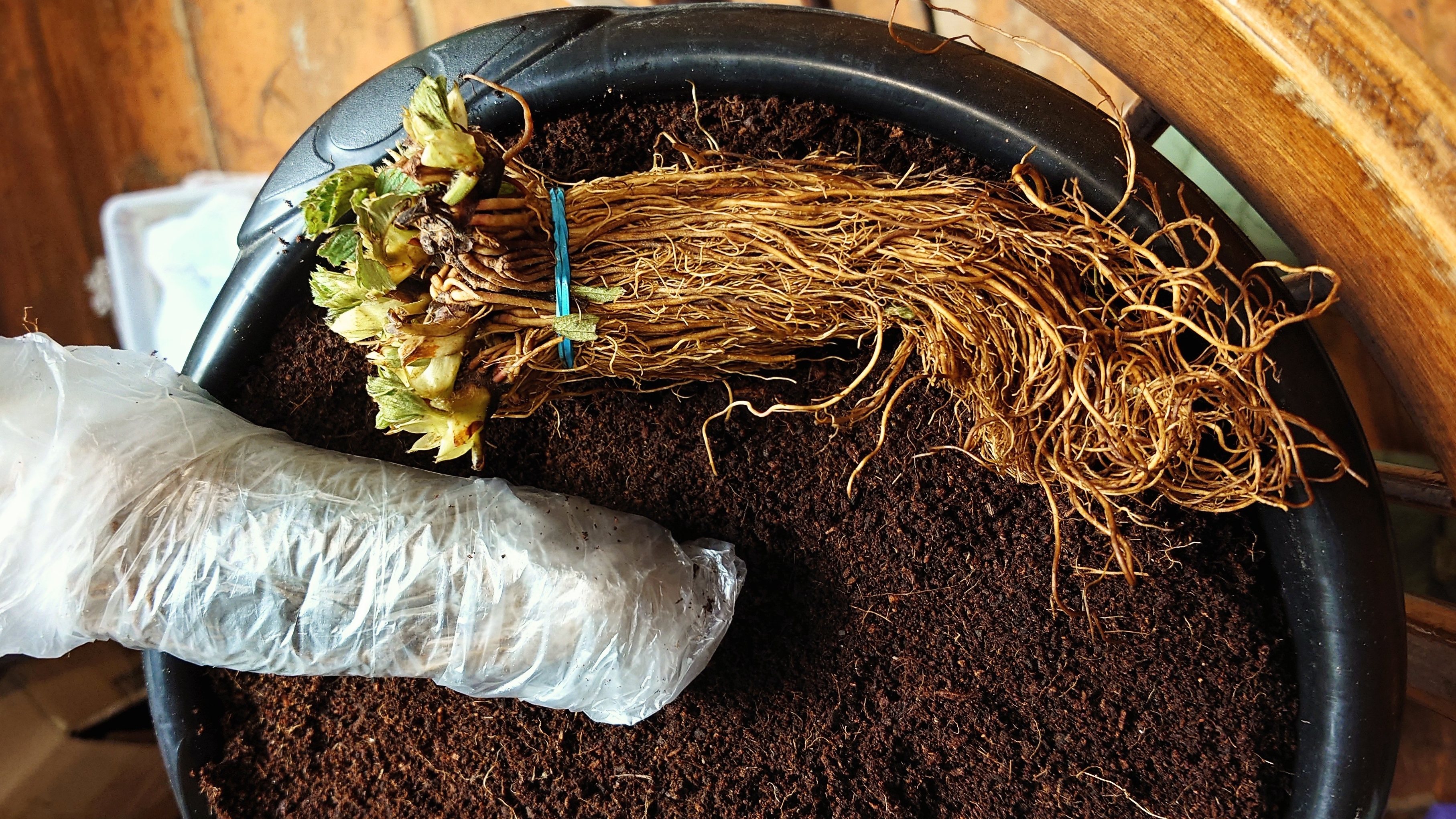 ФРИГО ГИРЛЯНДА - ДЕРЖИ ССЫЛКУ