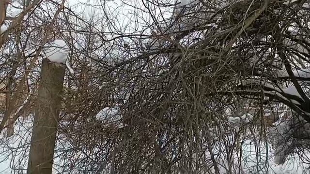 #сколько много воробьев щебечут нам весну смотреть онлайн