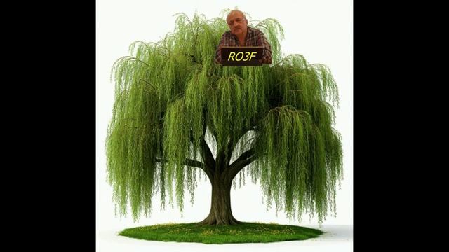 01508-Ива ивушка_26.01.2026 г. смотреть онлайн