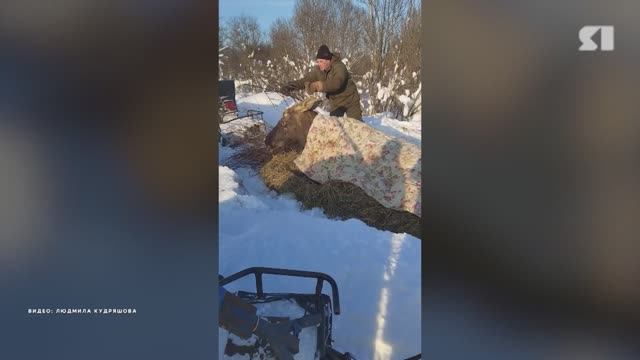Провалившегося под лед лося в Некоузском округе осмотрел врач смотреть онлайн