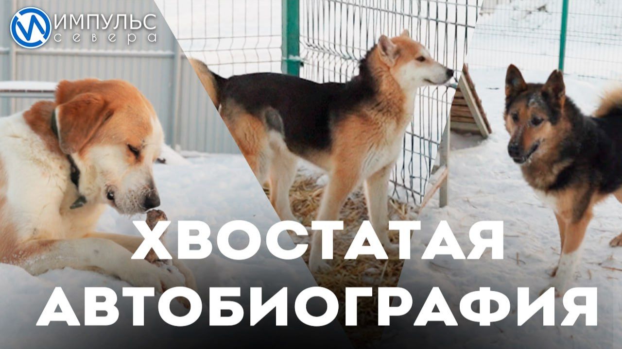 Собаки приюта «ГороДог» рассказали о своей судьбе смотреть онлайн