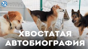 Собаки приюта «ГороДог» рассказали о своей судьбе