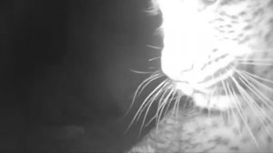 🐆Краснокнижный леопард попал в объектив фотоловушки в Туркменистане
