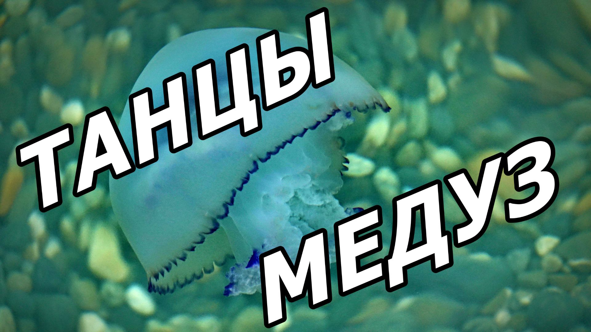 ❗МЕДУЗЫ. НЕЗЕМНЫЕ ГОСТИ ИМЕНИННИЦЫ). ТИХАЯ НЕЖНОСТЬ. АДЛЕР. 23 НОЯБРЯ 2025 ГОДА. смотреть онлайн