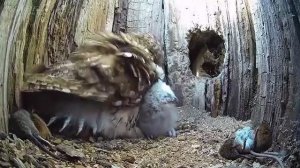 УСЫНОВИЛА ДЕТЕЙ