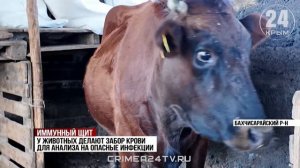 В Бахчисарайском районе провели вакцинацию домашних животных