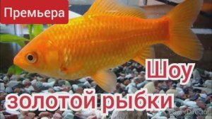 Шоу золотой рыбки, премьера