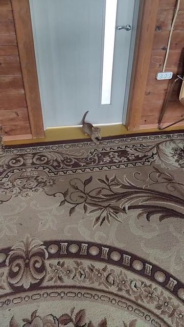 Мои котята смотреть онлайн