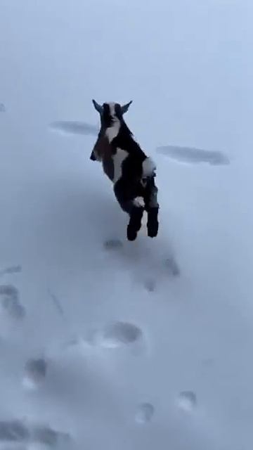 Козленок на воле смотреть онлайн