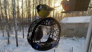 Миссис Снегирь в шоке от потрясности Шар-Синицы