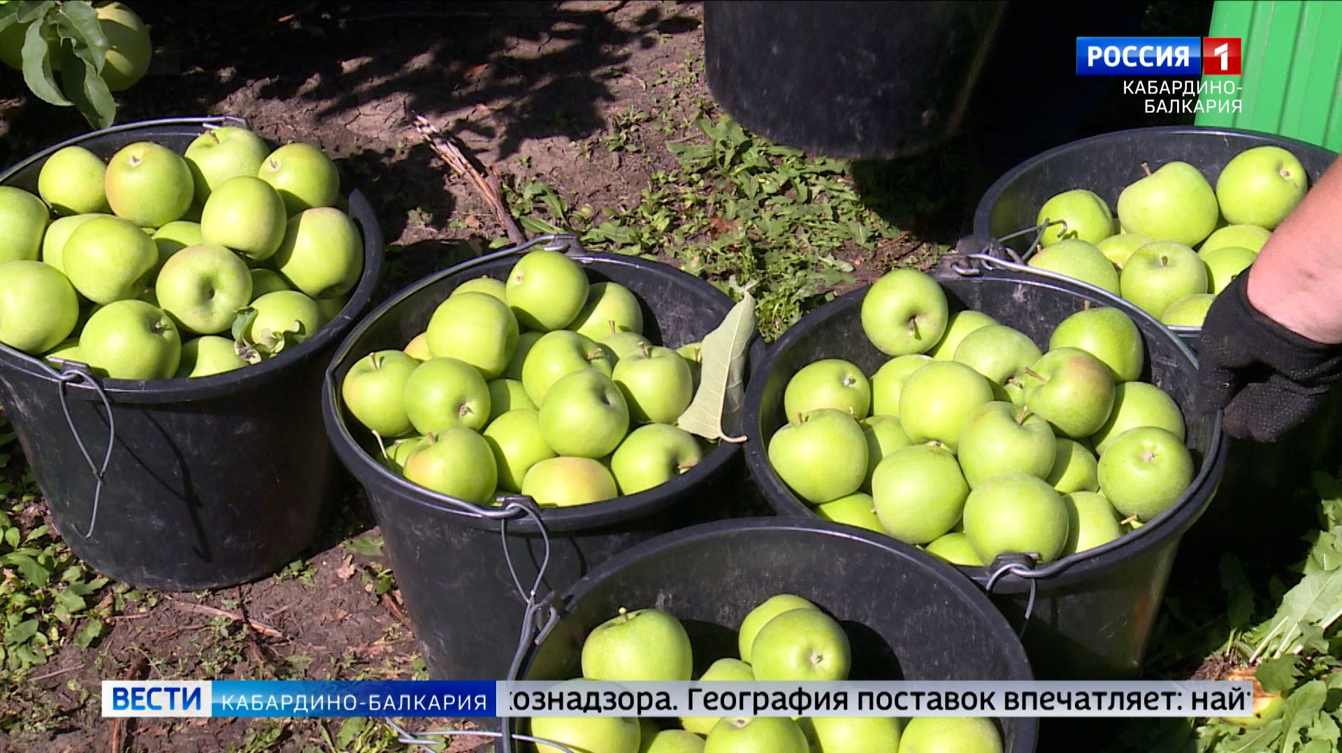 Экспорт яблок в регионы России в 2025 году вырос на 25 % смотреть онлайн