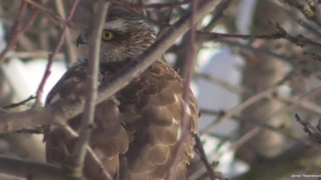 Прилетел Ястреб перепелятник и другие птицы за окном смотреть онлайн