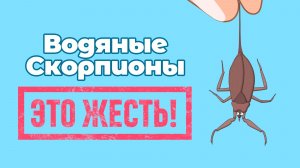 Водяной скорпион: Опасный житель наших водоёмов. Жалит больно, нападает внезапно! Мультфильм