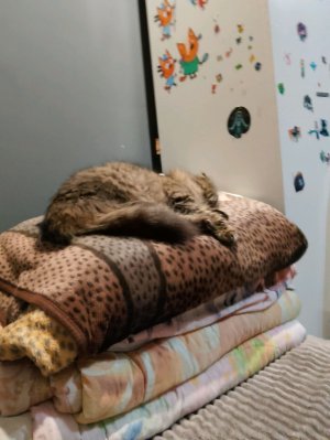 зацените мою кошку