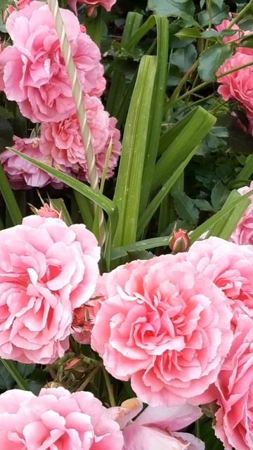 как хороши были розы смотреть онлайн