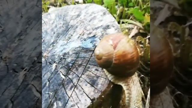 Виноградные улитки смотреть онлайн