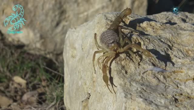 СКОРПИОН Гороскоп Февраль 2026 год, мюзикл смотреть онлайн