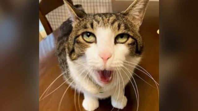 Мемные коты часть 3