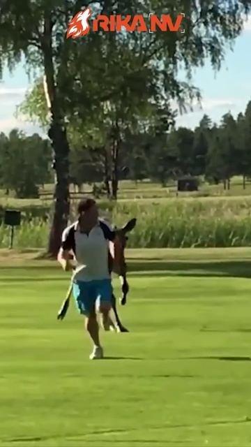 RikaNV познавательный: самый опасный зверь для человека смотреть онлайн