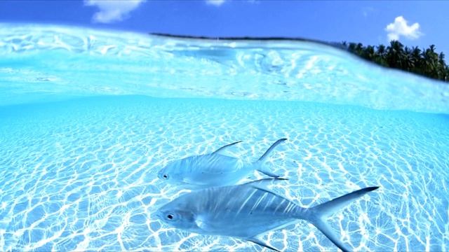 Mr.Nobody - Movement смотреть онлайн