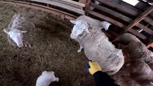 К бобру не подойти . но я подожу ! ХУТОР В ЛЕСУ №938