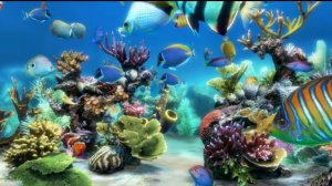 Подводный мир, расслабляющее видео.