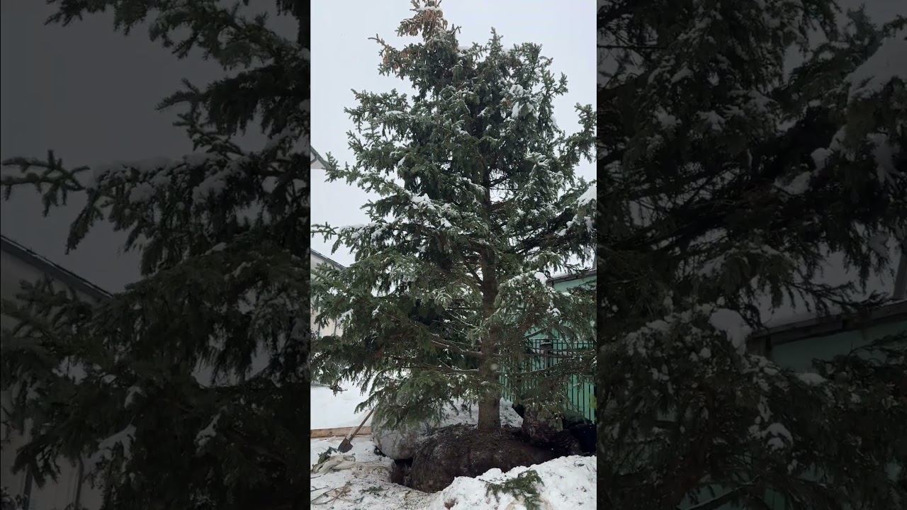 Сажаем сизую ель смотреть онлайн