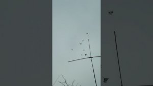 VID_20260128_120451.mp4