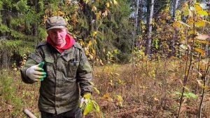 Лозымская пуща. Ездили садить деревья