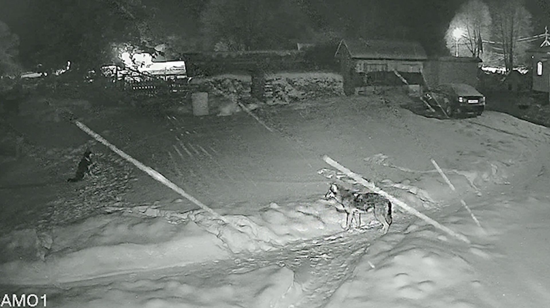 (Рыбинск-40) ВОЛК В АРЕФИНСКОМ ПОСЕЛЕНИИ смотреть онлайн