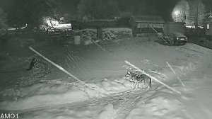 (Рыбинск-40) ВОЛК В АРЕФИНСКОМ ПОСЕЛЕНИИ